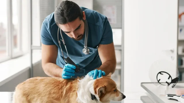 Pets and Pet Care